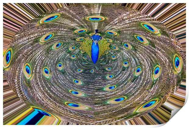 Abstract Peacock Print by Roger Green