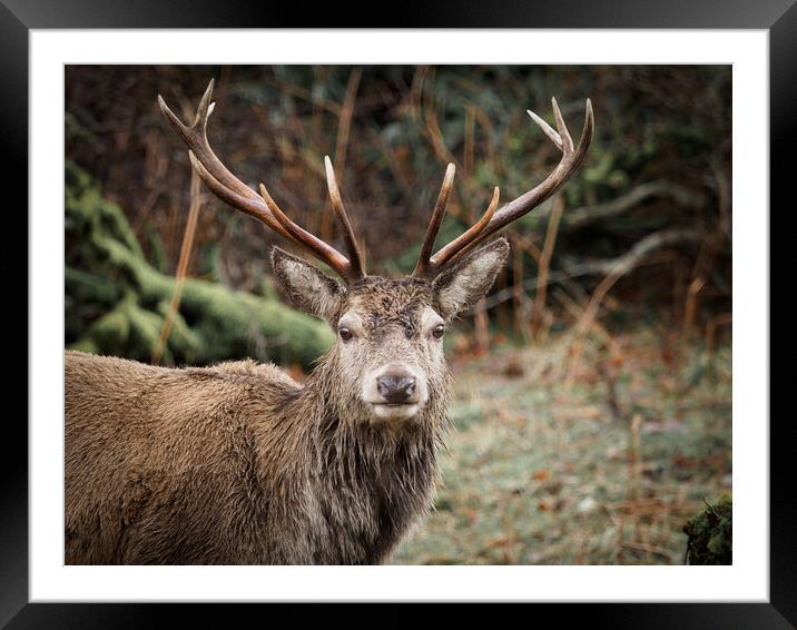 Red Deer Stag Framed Mounted Print by Tommy Dickson