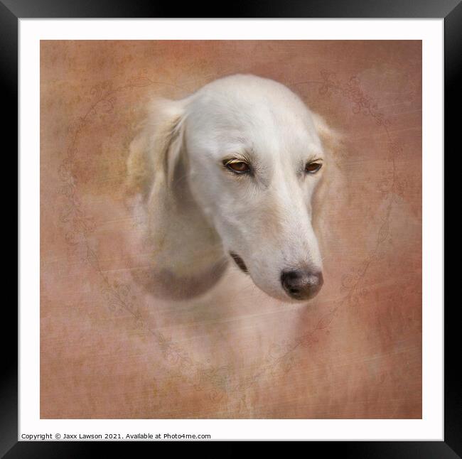 Saluki Framed Print by Jaxx Lawson