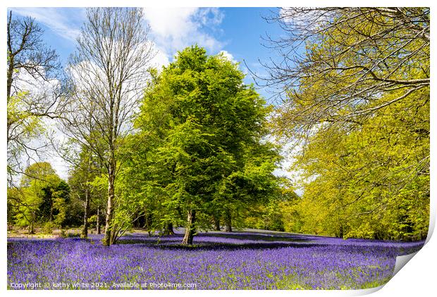 Enchanting Cornwall Bluebell Forest Print by kathy white