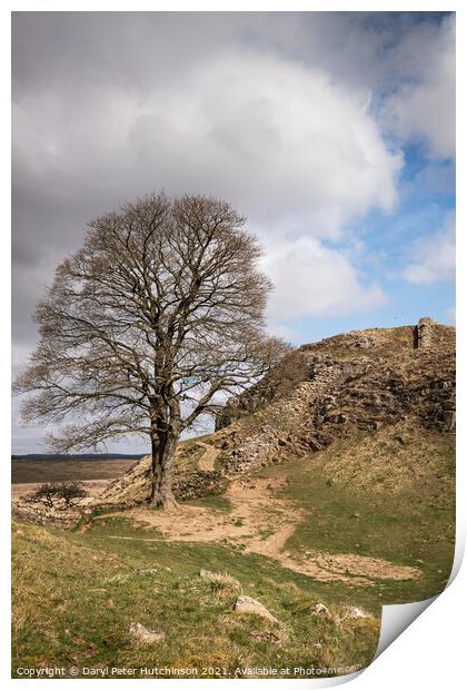Hadrians Wall and the Sycamore tree Print by Daryl Peter Hutchinson