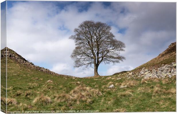 Hadrians Wall and the Sycamore Tree Canvas Print by Daryl Peter Hutchinson