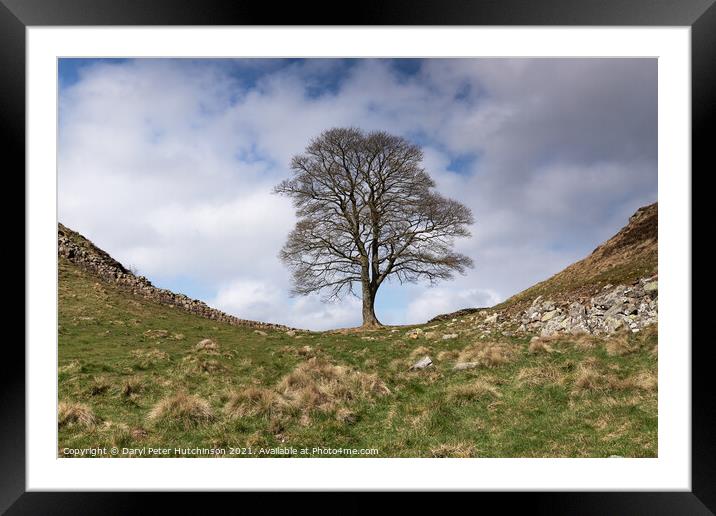 Hadrians Wall and the Sycamore Tree Framed Mounted Print by Daryl Peter Hutchinson