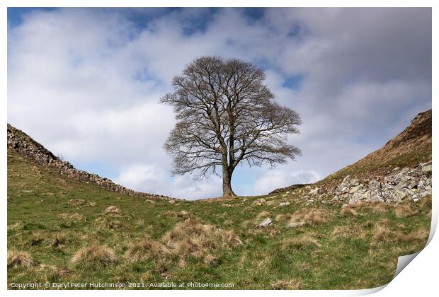 Hadrians Wall and the Sycamore Tree Print by Daryl Peter Hutchinson