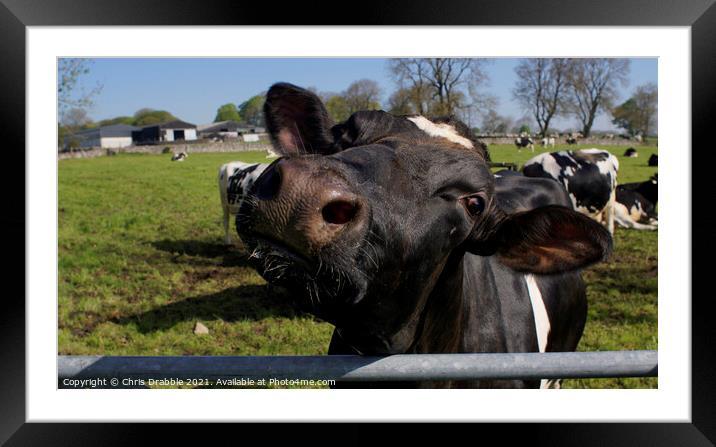 Friesian cow showing her inquisitive nature Framed Mounted Print by Chris Drabble