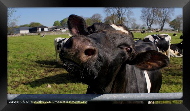 Friesian cow showing her inquisitive nature Framed Print by Chris Drabble