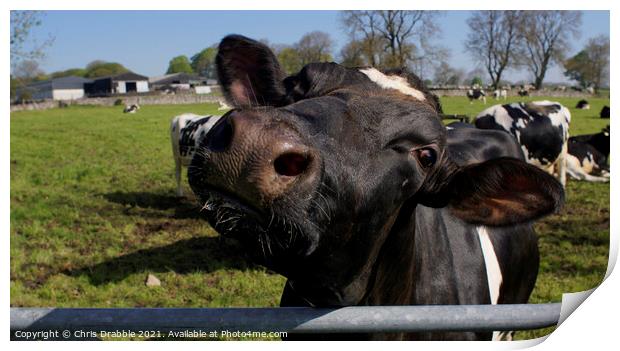 Friesian cow showing her inquisitive nature Print by Chris Drabble