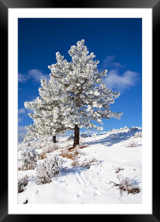 Frost Covered!  Framed Mounted Print by Mike Dawson