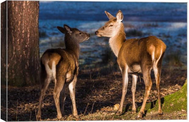 Red deer family Canvas Print by Jason Wells