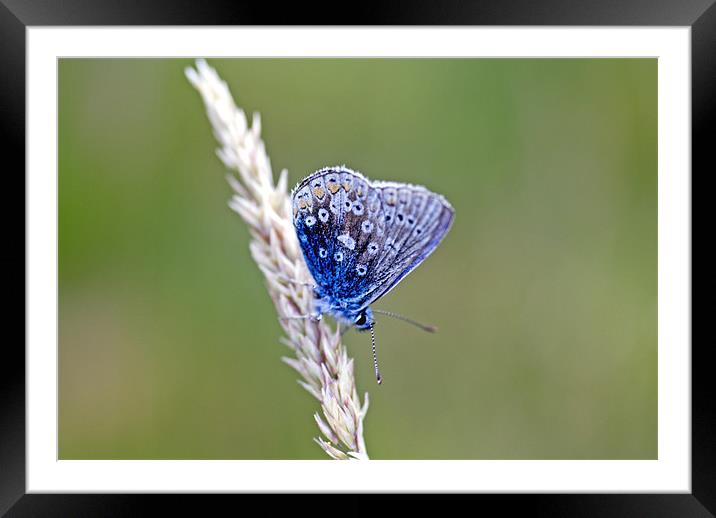 Animal, Insect, Butterfly, Adonis Blue, Lysandra b Framed Mounted Print by Hugh McKean