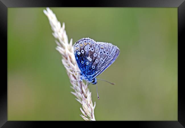 Animal, Insect, Butterfly, Adonis Blue, Lysandra b Framed Print by Hugh McKean