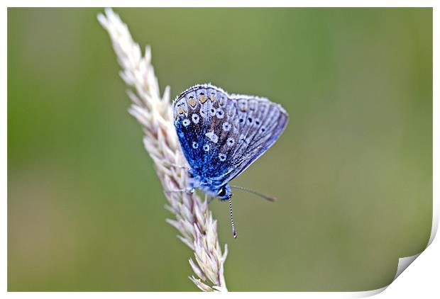 Animal, Insect, Butterfly, Adonis Blue, Lysandra b Print by Hugh McKean