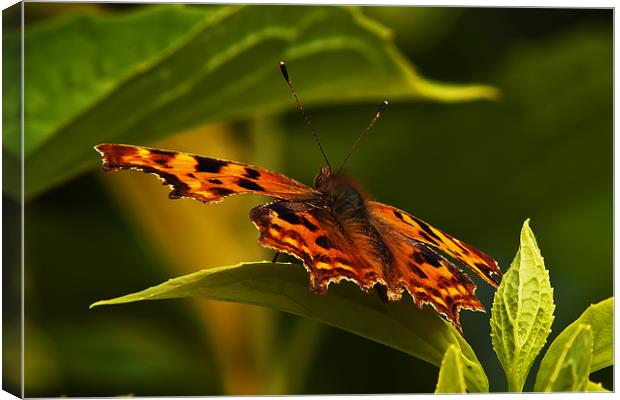Butterfly Canvas Print by Doug McRae