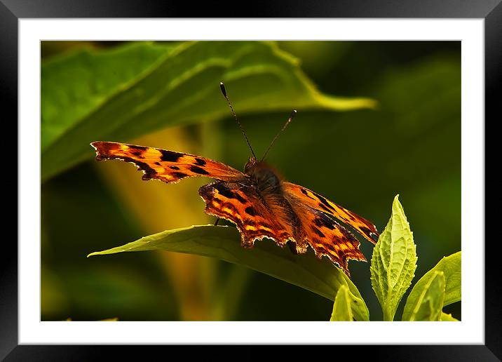 Butterfly Framed Mounted Print by Doug McRae