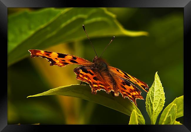 Butterfly Framed Print by Doug McRae