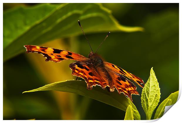 Butterfly Print by Doug McRae