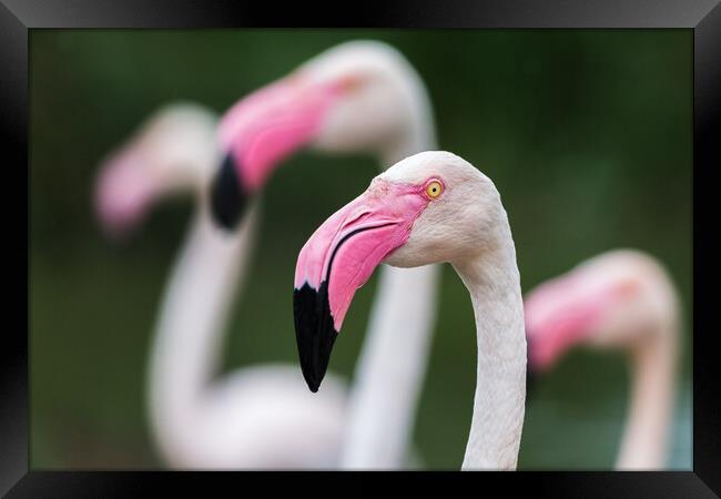 Greater flamingos Framed Print by Jason Wells