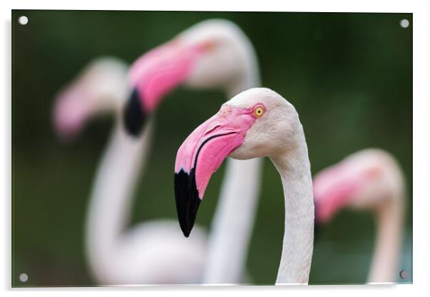 Greater flamingos Acrylic by Jason Wells
