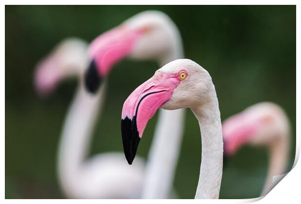 Greater flamingos Print by Jason Wells