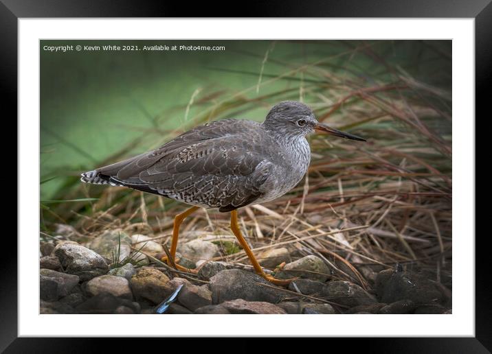 The Ruff Framed Mounted Print by Kevin White