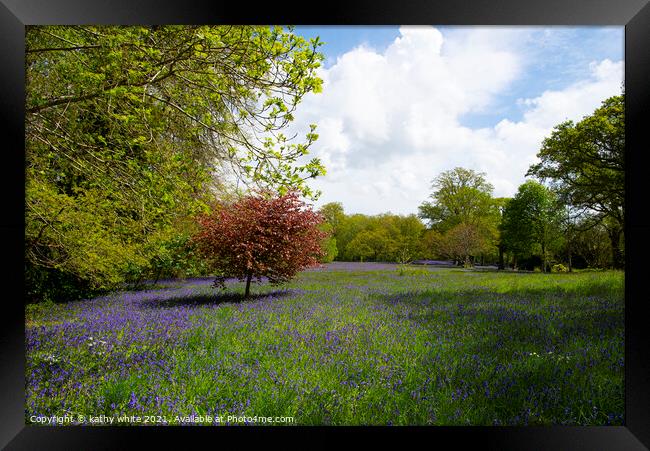 Cornwall Bluebells,Bluebell woods, Cornwall,  Framed Print by kathy white
