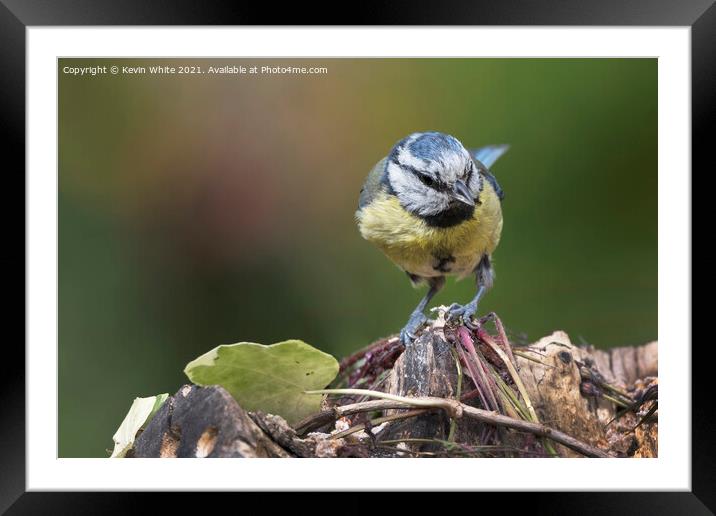 blue tit has spotted something Framed Mounted Print by Kevin White