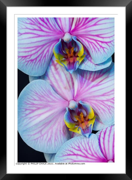 Double Orchid close up 297  Framed Mounted Print by PHILIP CHALK