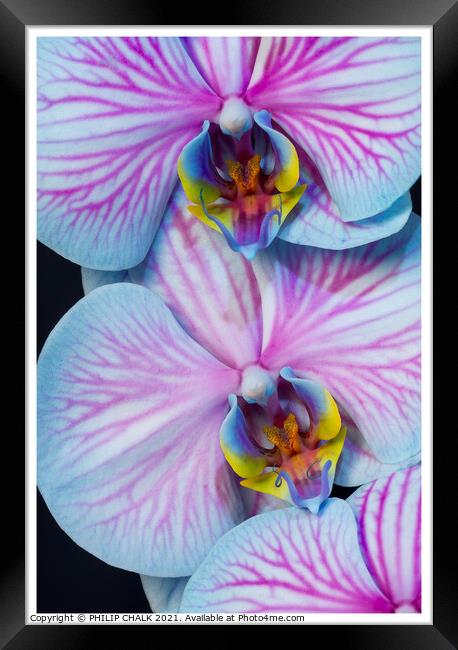 Double Orchid close up 297  Framed Print by PHILIP CHALK