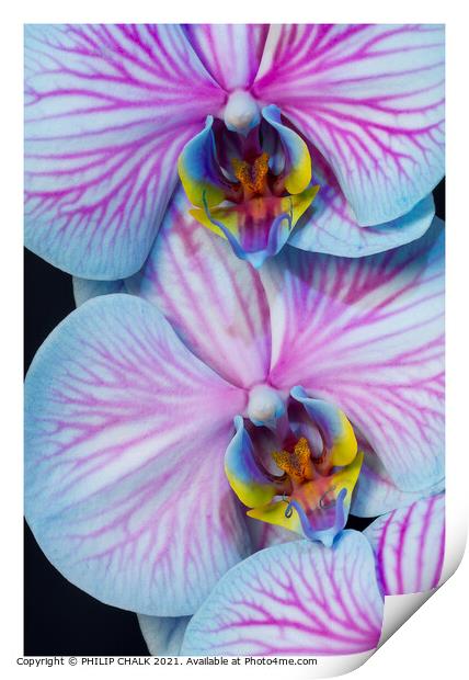 Double Orchid close up 297  Print by PHILIP CHALK