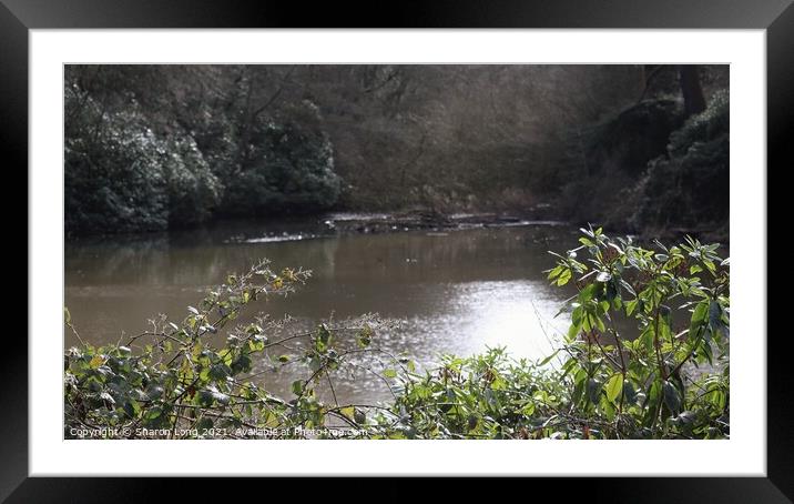A Spring Day on Arrowe Park Lake Framed Mounted Print by Photography by Sharon Long 
