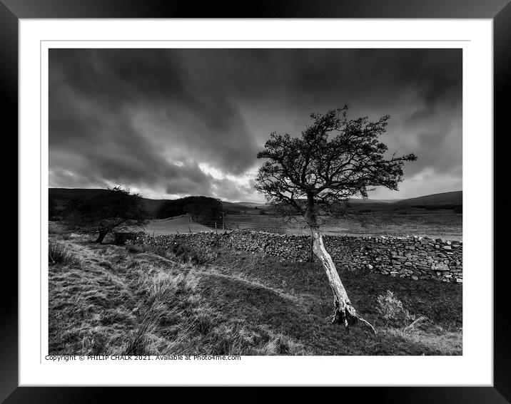 Small tree clinging on to life 298 Framed Mounted Print by PHILIP CHALK