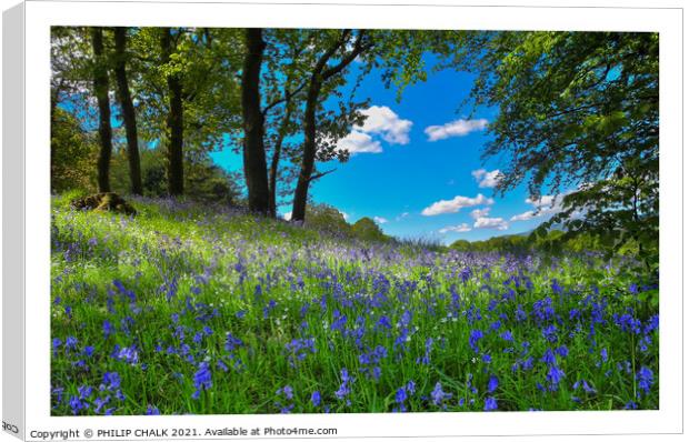 Bluebell's on a spring day 299  Canvas Print by PHILIP CHALK
