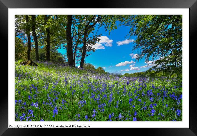 Bluebell's on a spring day 299  Framed Print by PHILIP CHALK