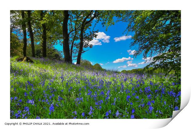 Bluebell's on a spring day 299  Print by PHILIP CHALK