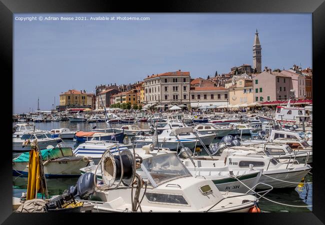 Rovinj Croatia inner harbour with colourful buildings and church Framed Print by Adrian Beese