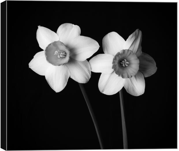 Daffodils in black and white 300   Canvas Print by PHILIP CHALK