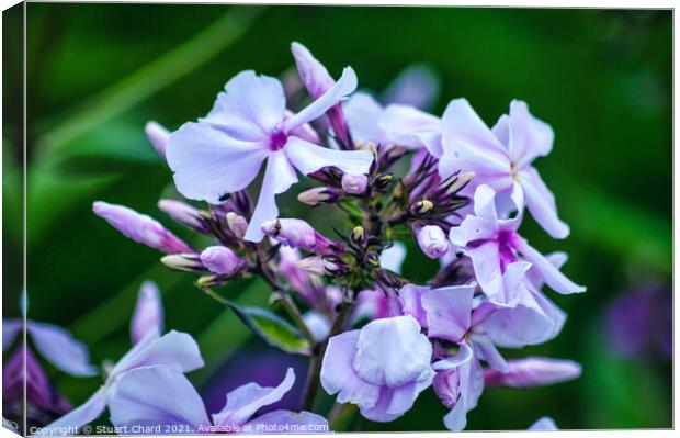 Wild blue phlox Canvas Print by Travel and Pixels 