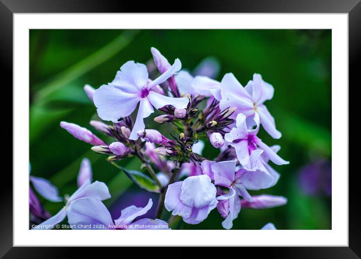 Wild blue phlox Framed Mounted Print by Travel and Pixels 