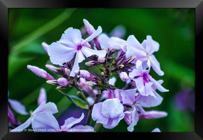 Wild blue phlox Framed Print by Travel and Pixels 