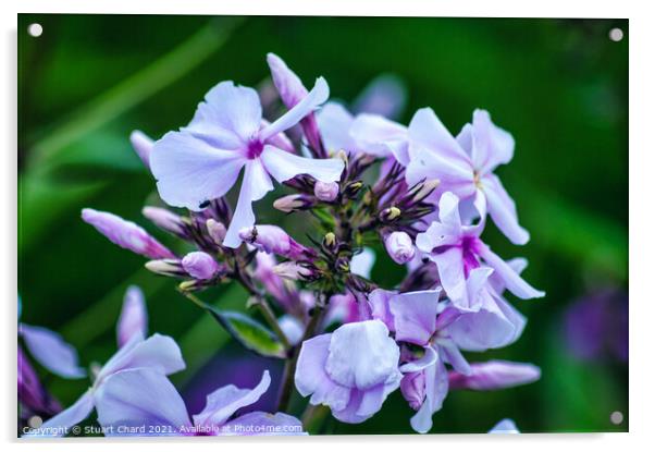 Wild blue phlox Acrylic by Travel and Pixels 