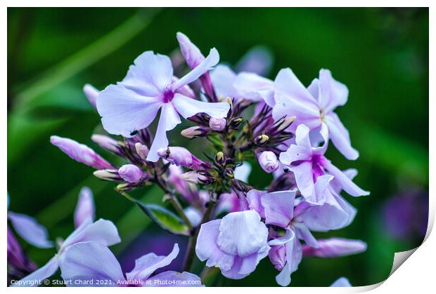 Wild blue phlox Print by Travel and Pixels 