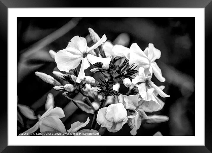 Forest Phlox Flower Framed Mounted Print by Stuart Chard