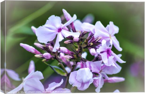 Wild Blue Phlox artwork Canvas Print by Travel and Pixels 