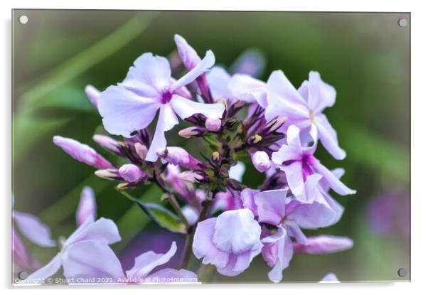 Wild Blue Phlox artwork Acrylic by Travel and Pixels 