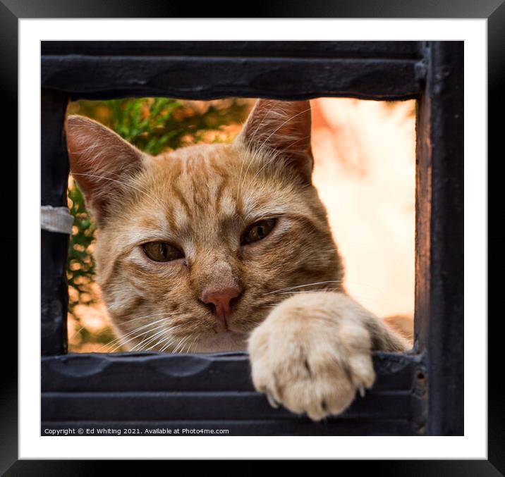 Holiday Friendly cat Framed Mounted Print by Ed Whiting