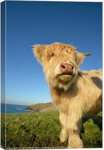 Cornish Cow Canvas Print by Ed Whiting