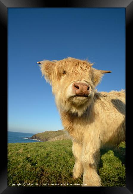 Cornish Cow Framed Print by Ed Whiting
