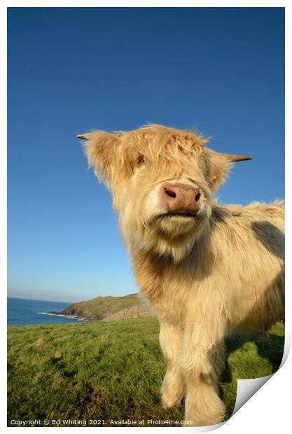 Cornish Cow Print by Ed Whiting