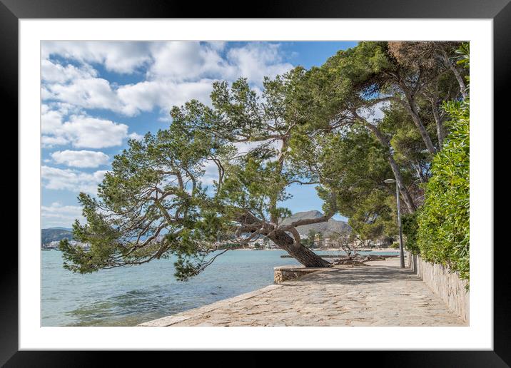 The Pine Walk Framed Mounted Print by Perry Johnson