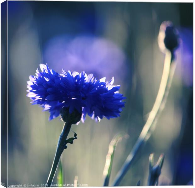 Beautiful backlit blue cornflower bloom Canvas Print by Imladris 